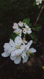 Close-up of white flowers