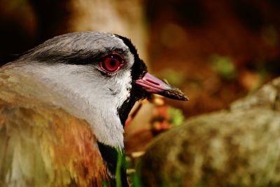 Close-up of bird perching outdoors