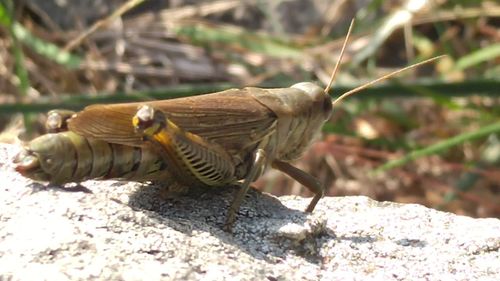 Side view of bird