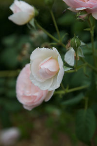 Close-up of pink flower