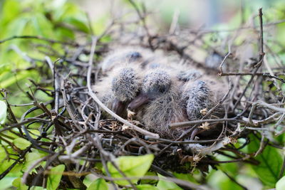 Close-up of a young bird in nest