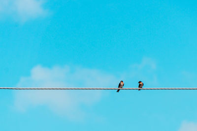 Low angle view of birds perching on cable against blue sky during sunny day