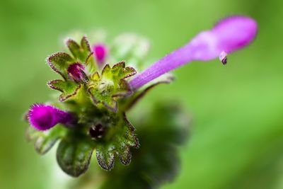 Close-up of purple flowering plant