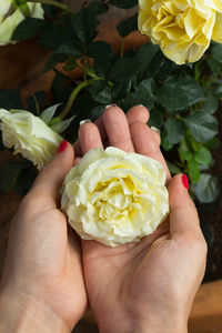 Cropped hands of woman holding yellow flower at table