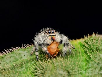 Close-up of spider on grass