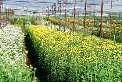 Yellow flowers growing in field