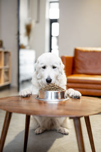 Portrait of dog relaxing on chair at home