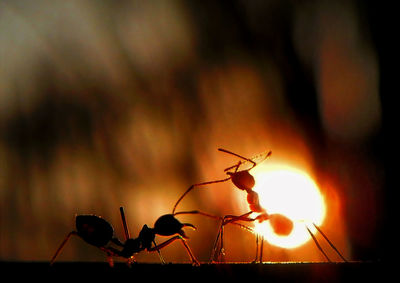 Close-up of insects against blurred background