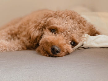 Portrait of dog lying down