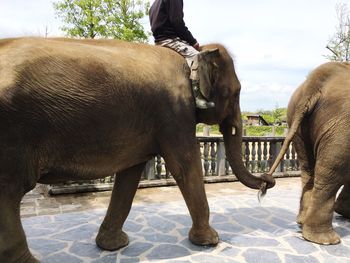 View of elephant standing by arch