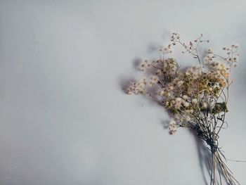 Close-up of white cherry blossom tree