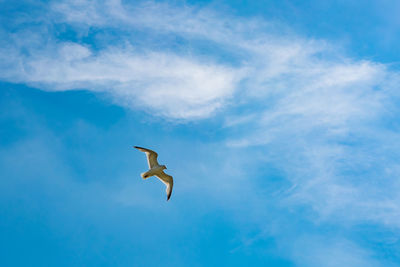 Low angle view of bird flying against sky