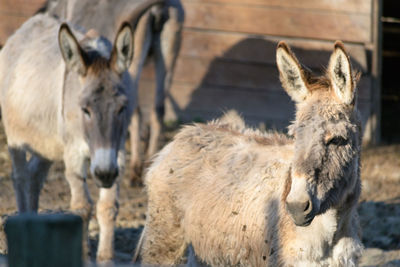 A young little donkey in a fence with others animals in rovigo