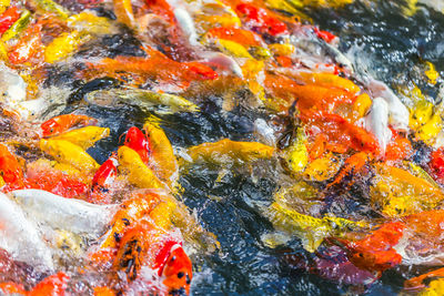 High angle view of koi carps swimming in pond