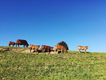 Cows standing on field against clear blue sky
