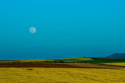 Scenic view of field against clear blue sky