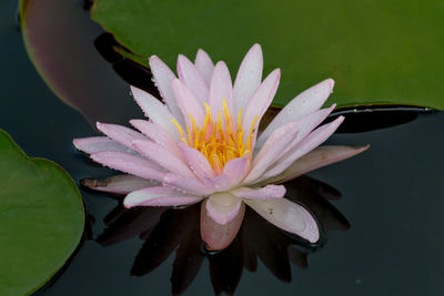 Close-up of water lily in lake