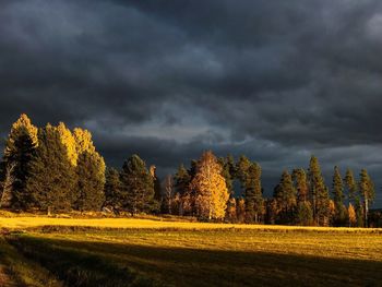 Trees on field against storm clouds