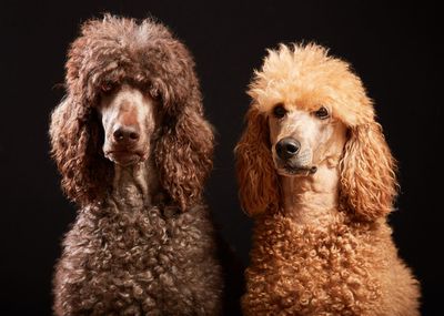 Portrait of dog against black background