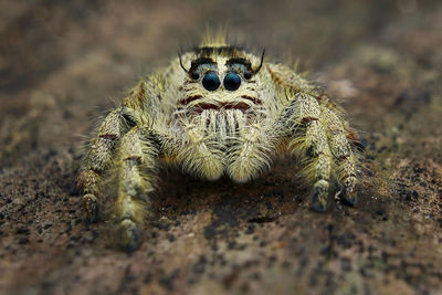 Close-up of spider