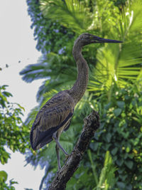 Low angle view of bird perching on tree