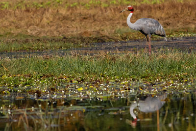 High angle view of gray heron perching on grass by lake