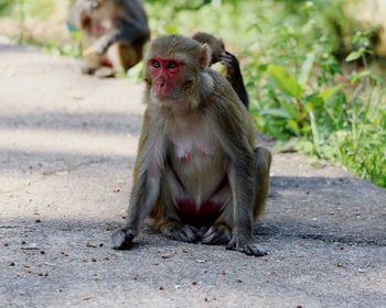 Monkey sitting on footpath