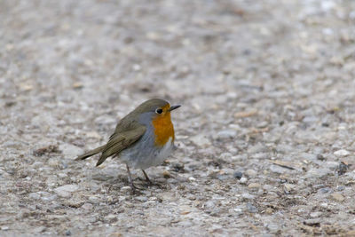 Close-up of bird perching on field