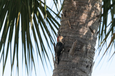 Red-bellied woodpecker melanerpes carolinus pecks on a tree food in naples, florida.