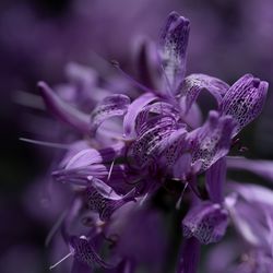 Close-up of purple flowering plant