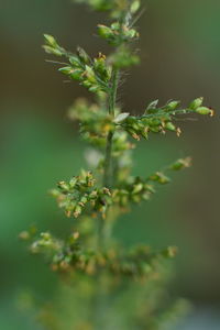 Close-up of small plant