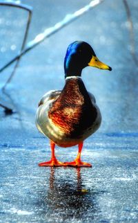 Close-up of bird perching on water