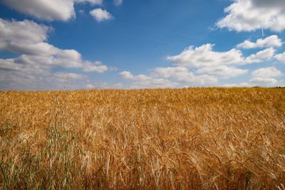 Scenic view of field against sky