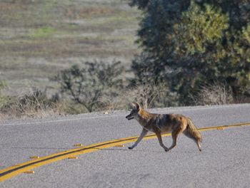 Side view of horse on road