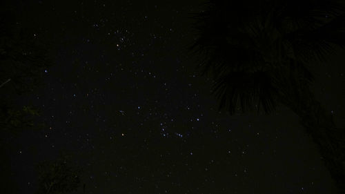 Low angle view of trees against sky at night