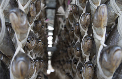 Full frame shot of fish for sale at market