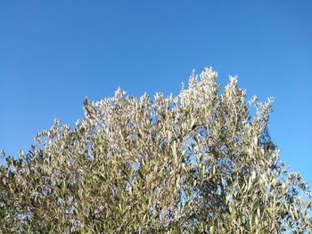Low angle view of flowering plants against blue sky