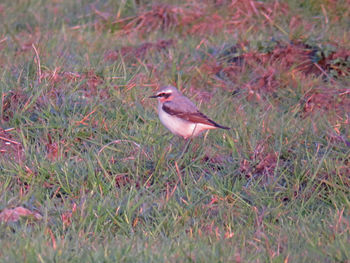 Bird perching on grass