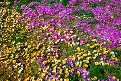 High angle view of pink flowering plants