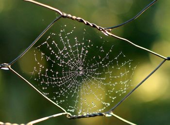Close-up of wet spider web on plant