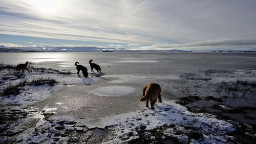 Dog on beach