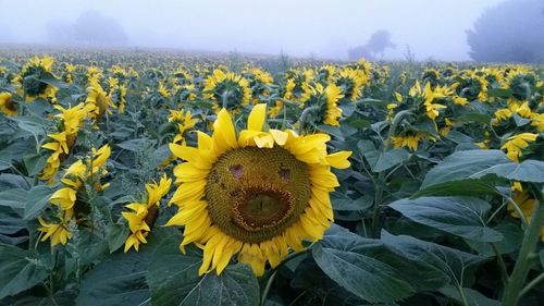 Sunflower field