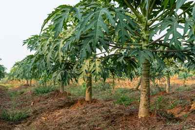 Trees growing on field against sky