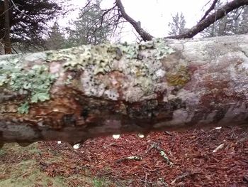 Low angle view of moss growing on tree trunk