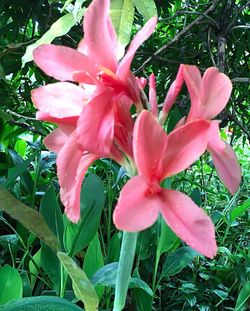 Close-up of pink flowers blooming outdoors