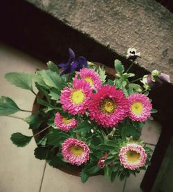 Close-up of flowers