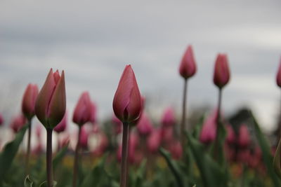 Close-up of flowering plants against sky