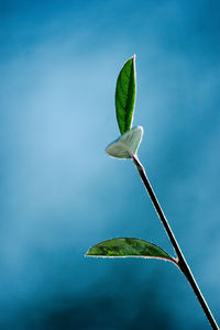 Close-up of plant against sky