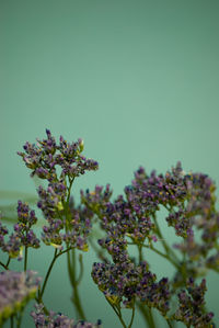 Close-up of flowering plant against clear sky