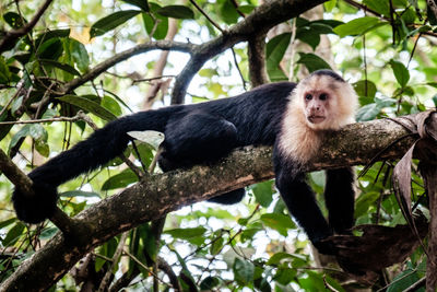 Side view of capuchin monkey on branch